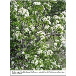 Prunus mahaleb - Wiśnia wonna Antypka FOTO