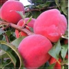 Prunus persica Harrow Beauty - Brzoskwinia Harrow Beauty balotowana 60-120cm