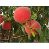 Prunus persica Inka - Brzoskwinia Inka balotowana 60-120cm 