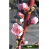 Prunus persica Redskin - Brzoskwinia Redskin FOTO