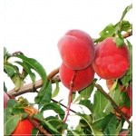 Prunus persica Royalvee - Brzoskwinia Royalvee balotowana 60-120cm