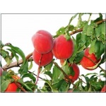 Prunus persica Royalvee - Brzoskwinia Royalvee balotowana 60-120cm