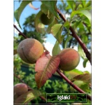 Prunus persica Siewka Rakoniewiecka - Brzoskwinia Siewka Rakoniewiecka FOTO