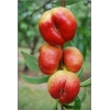 Prunus persica var. nucipersica Flateryna - Nektaryna Flateryna balotowana 60-120cm