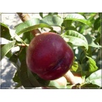 Prunus persica var. nucipersica Durbin - Nektaryna Durbin balotowana 60-120cm