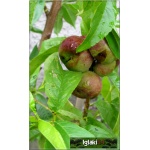 Prunus persica var. nucipersica Flateryna - Nektaryna Flateryna balotowana 60-120cm