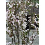 Prunus serrulata Amanogawa - Wiśnia piłkowana Amanogawa - jasnoróżowe FOTO