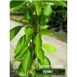 Prunus serrulata Amanogawa - Wiśnia piłkowana Amanogawa - jasnoróżowe FOTO