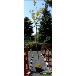 Prunus serrulata Kanzan - Wiśnia piłkowana Kanzan - różowe FOTO