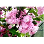 Prunus serrulata Kanzan - Wiśnia piłkowana Kanzan - różowe FOTO