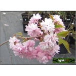 Prunus serrulata Kiku-shidare-zakura - Wiśnia piłkowana Kiku-shidare-zakura - różowe PA _180-200cm C7,5 _200-250cm 