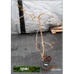 Prunus serrulata Kiku-shidare-zakura - Wiśnia piłkowana Kiku-shidare-zakura - różowe PA _180-200cm C7,5 _200-250cm 