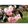 Prunus serrulata Royal Burgundy - Wiśnia piłkowana Royal Burgundy - różowe FOTO