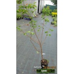 Prunus serrulata Shirofugen - Wiśnia piłkowana Shirofugen - Prunus serrulata Fugenzo - Wiśnia piłkowana Fugenzo - różowe FOTO