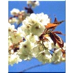 Prunus Serrulata Ukon - Wiśnia Piłkowana Ukon - kremowe FOTO