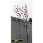 Prunus Serrulata Ukon - Wiśnia Piłkowana Ukon - kremowe FOTO