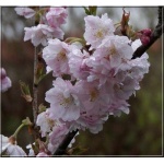 Prunus subhirtella Autumnalis Rosea - Wiśnia różowa Autumnalis Rosea - różowe FOTO
