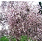Prunus subhirtella Autumnalis Rosea - Wiśnia różowa Autumnalis Rosea - różowe FOTO