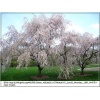 Prunus subhirtella Pendula - Wiśnia zwisła Pendula - białe FOTO