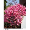 Prunus triloba - Migdałek trójklapowy - różowe PA FOTO