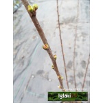 Prunus triloba - Migdałek trójklapowy - różowe f. krzewiasta C7,5 60-80cm