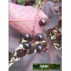 Prunus virginiana Schubert - Czeremcha wirginijska Schubert FOTO