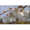 Prunus yedoensis Ivensii - Wiśnia jedoeńska Ivensii - białe FOTO