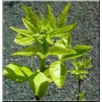 Ptelea trifoliata - Parczelina trójlistkowa FOTO