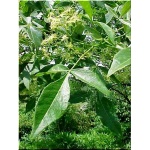 Ptelea trifoliata - Parczelina trójlistkowa FOTO