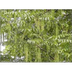 Pterocarya fraxinifolia - Skrzydłorzech kaukaski - Skrzydłorzech jesionolistny FOTO 