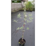 Pyrus salicifolia - Grusza wierzbolistna FOTO