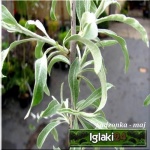 Pyrus salicifolia - Grusza wierzbolistna FOTO