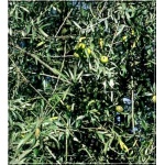 Pyrus salicifolia Pendula - Grusza wierzbolistna Pendula FOTO
