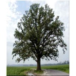 Quercus macranthera - Dąb kaukaski FOTO