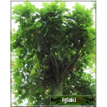 Quercus palustris Green Dwarf - Dąb błotny Green Dwarf FOTO 