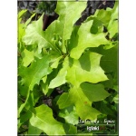 Quercus palustris Green Dwarf - Dąb błotny Green Dwarf FOTO 