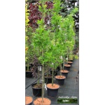 Quercus palustris Green Pillar - Dąb błotny Green Pillar ob. 8-10 C_30 _300-400cm