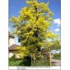Quercus robur Concordia - Dąb szypułkowy Concordia FOTO