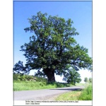 Quercus robur - Dąb szypułkowy C3 _100-125cm