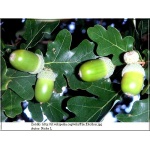Quercus robur - Dąb szypułkowy C3 _100-125cm