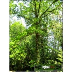 Quercus robur - Dąb szypułkowy C5 90-150cm