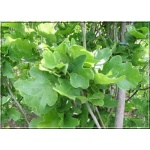 Quercus robur Facrist - Dąb szypułkowy Factrist FOTO