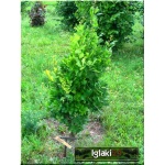 Quercus robur Fastigiata - Dąb szypułkowy Fastigiata ob. 8-10 C_35 _200-300cm 
