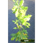 Quercus robur Fastigiata - Dąb szypułkowy Fastigiata ob. 4-6 C_25 _250-300cm