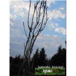 Quercus robur Fastigiata - Dąb szypułkowy Fastigiata C_12 _150-200cm