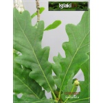 Quercus robur Fastigiata - Dąb szypułkowy Fastigiata C3 80-100cm