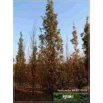Quercus robur Fastigiata - Dąb szypułkowy Fastigiata FOTO