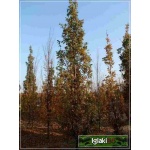 Quercus robur Fastigiata - Dąb szypułkowy Fastigiata ob. 8-10 C_35 _200-300cm 