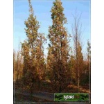 Quercus robur Fastigiata - Dąb szypułkowy Fastigiata C3 40-60cm