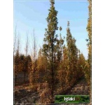 Quercus robur Fastigiata - Dąb szypułkowy Fastigiata ob. 4-6 C_25 _250-300cm
